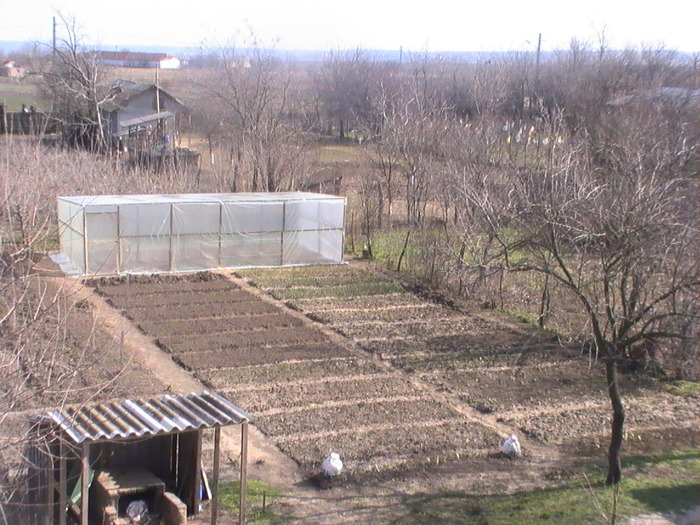 4-Martie 2009 - Anul 2009 in gradina mea