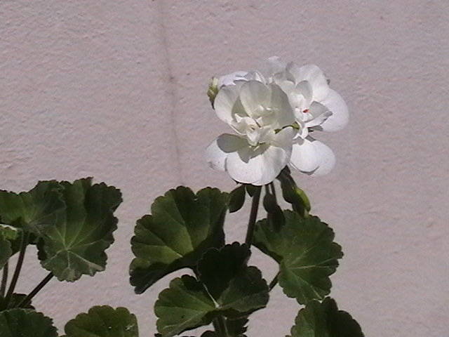 muscata alba