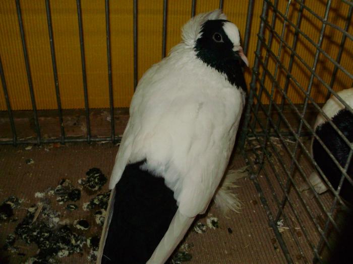 10269 wurttemberger mohrenkopfe 0 10269 wurttemberger mohrenkopfe 0