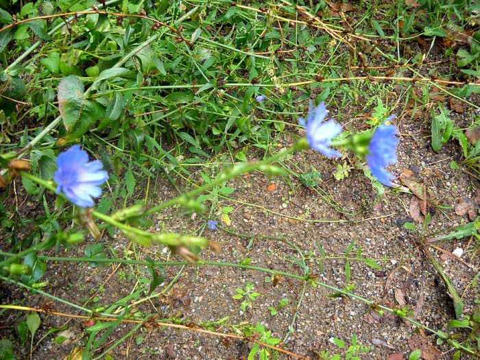 Picture 193; 3.78mb jpeg 1/3/2009 5:29am
