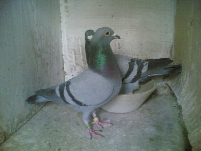 01032008(133) - porumbeii mei