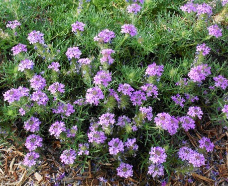 albumf44326n305928 - Flori