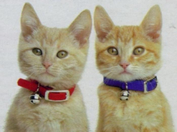 miaw - Pisicile imagini amuzante