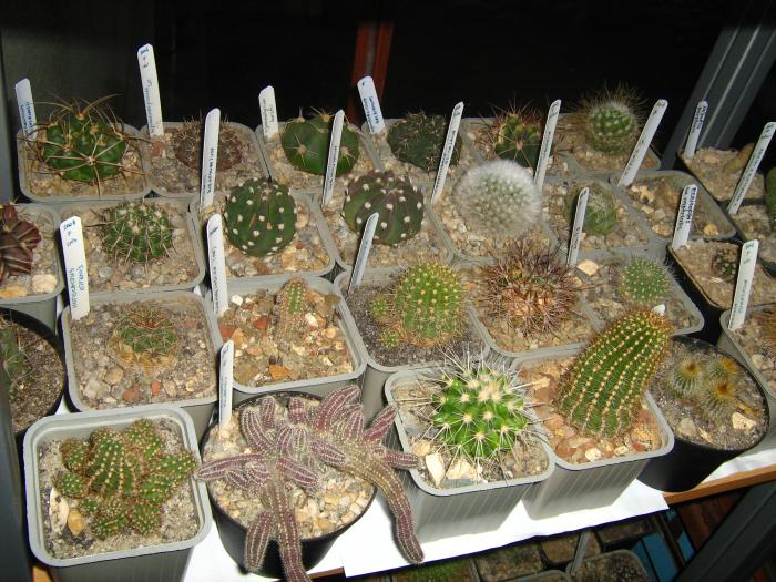 IMG_4350 - Cactusi 2009