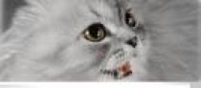 OIMTSMLAEUTXRTSQYGU - poze animale