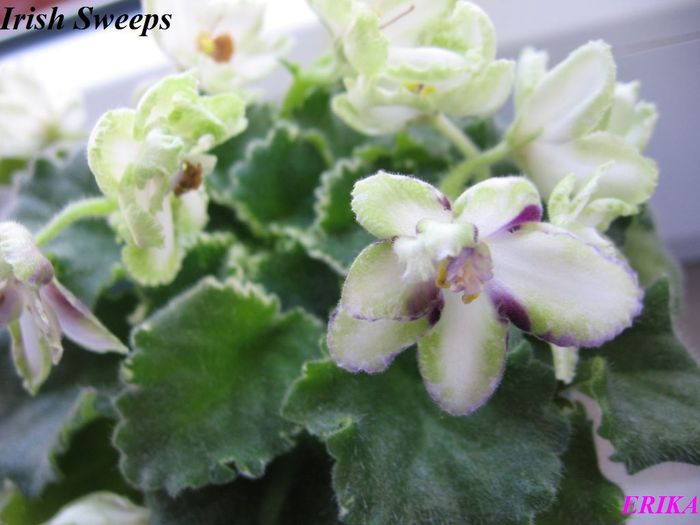 Irish Sweeps 2009 jul 18