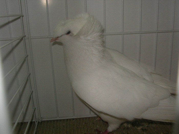 SANY0172 - poze expo 2009