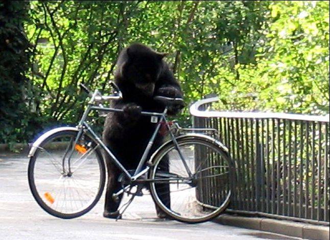 poze-amuzante-urs-circ-bicicleta-20081017 - poze cu ursuleti