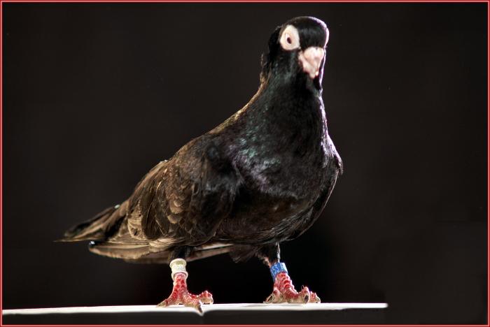 Picture 101 - jucatori de constanta