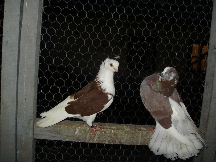 P8232033 - 1744 Sedat Iusein