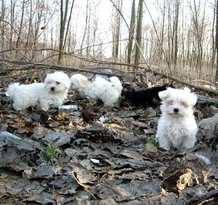 Bichon Maltese; In drum spre Romania
