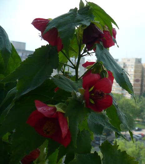 P1140500 - ABUTILONI