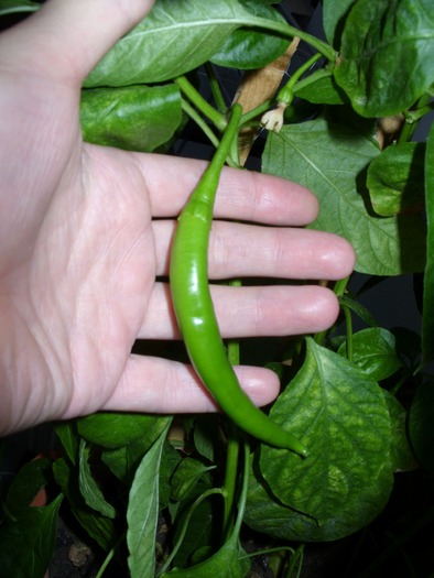 ardei; super ma bucur ca acum in toamna mie de abia i-mi dau ardei in floare am la puiet de ardei in balcon
