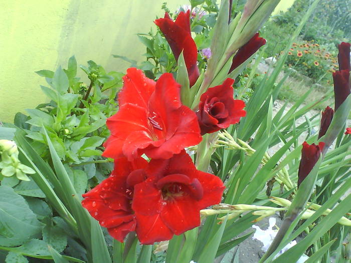 DSC00447 - gladiole 50 culori- bulbii de vanzare
