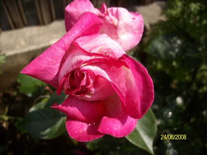 trandafir12 - TRANDAFIRI