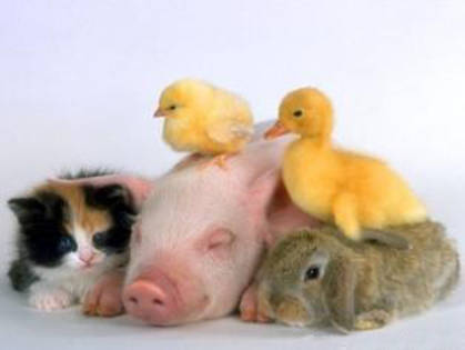 animales-msn