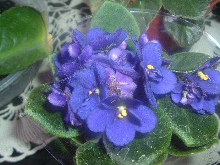 DSCF8664; minivioleta indigo
