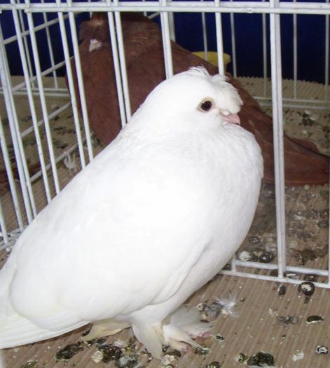 100_6435 - EXPO Cluj 2009