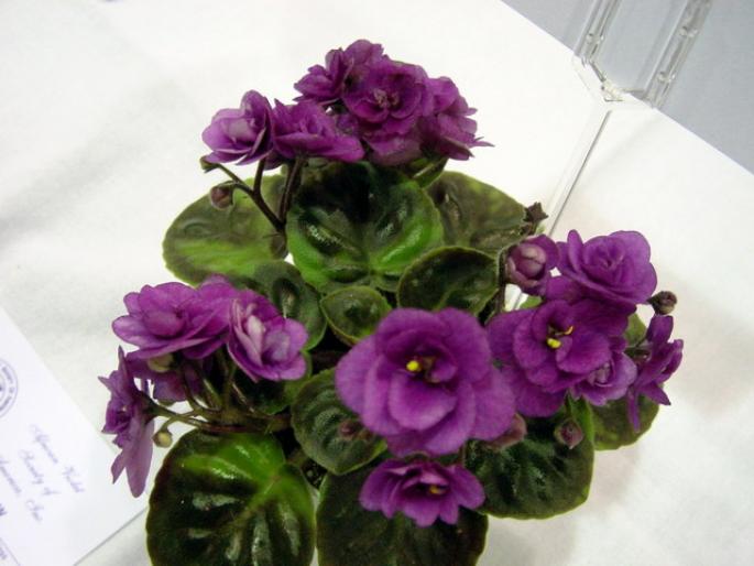 Optimara_Little_Chickasaw_2005avsa - violete de pe net 1