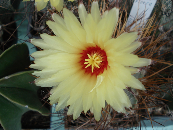 Astrophytum