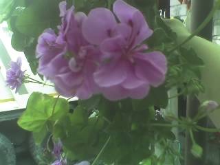 20-06-09_1543 - FLORI 2009