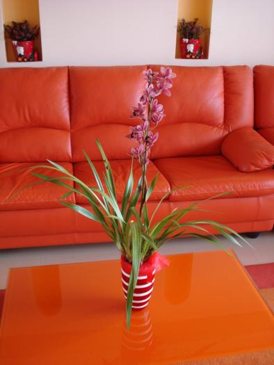 Orhidee - FLORILE MELE