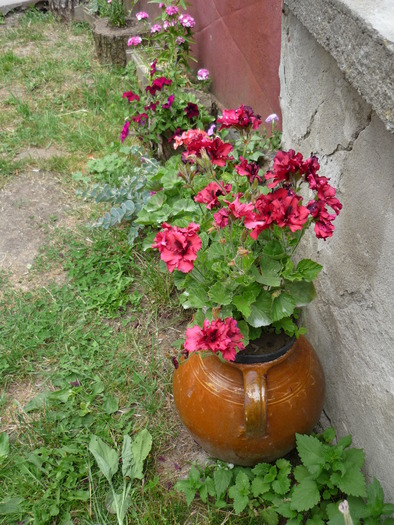 P1000268 - plante flori 2009