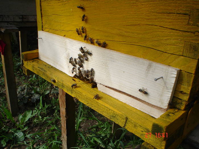 DSC05926 - ALBINUTZELE MELE