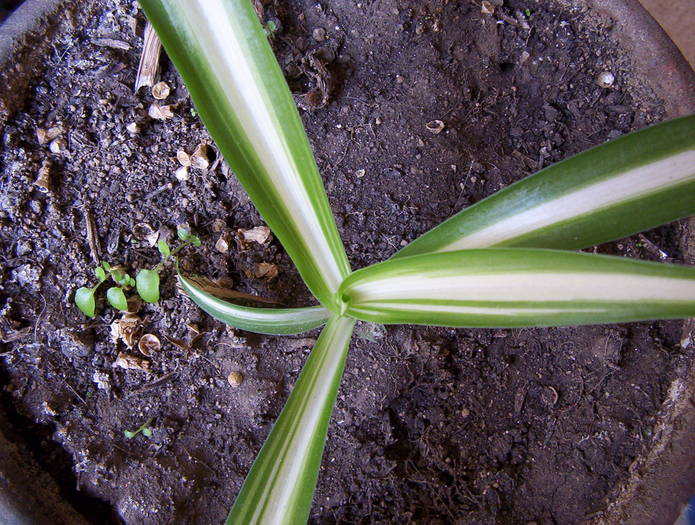 Clorophytum (Crin verde) - DIVERSE PLANTE