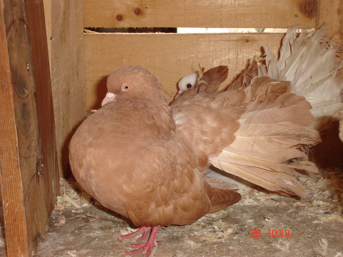 17 - D Porumbei Voltati Vechi