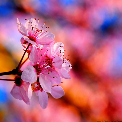 spring - poze cu flori