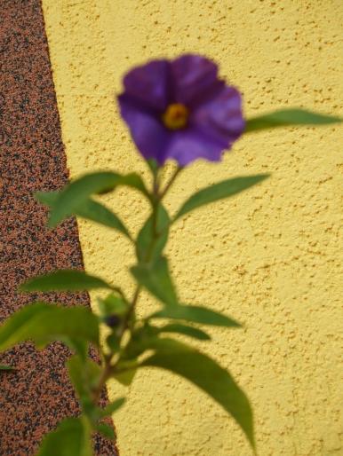 solanum rantonetti - Flori