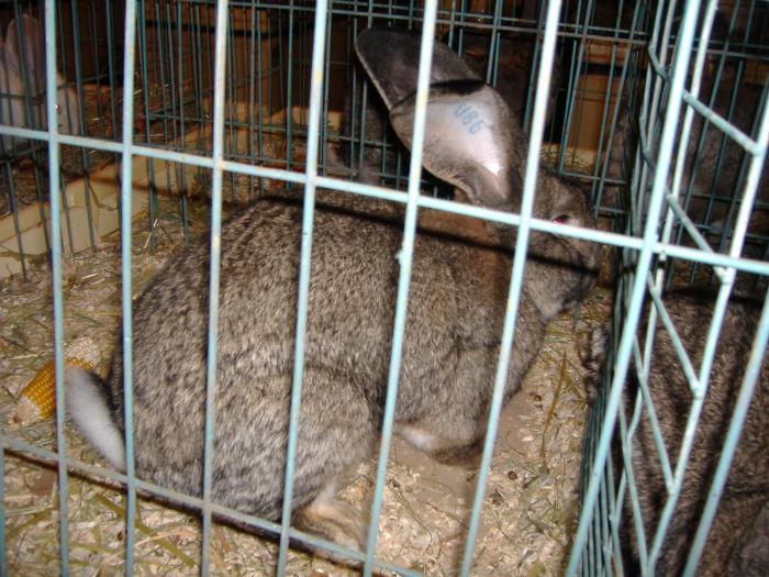 DISZNOVAGAS KEPEK 282