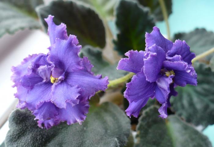 P1080737 - Saintpaulia - violete de camera