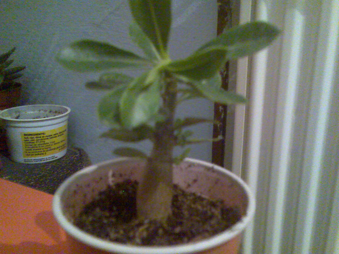 adenium