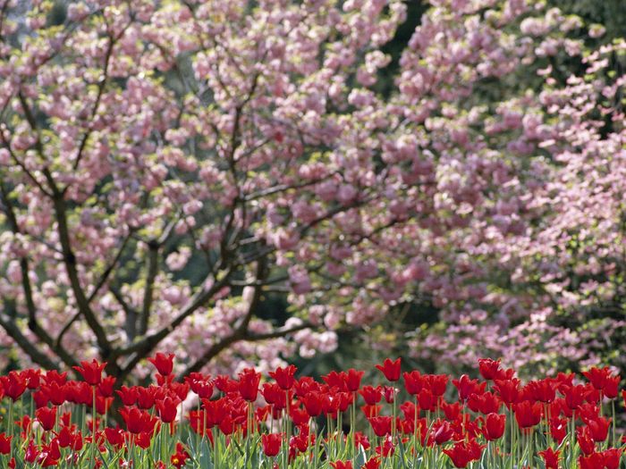 Flowering Dogwoods and Tulips, North Carolina