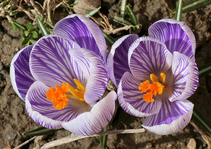 Pickwick - zz Crocus