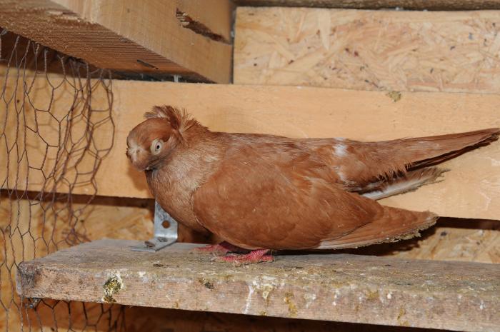 DSC_9937 - jucatori dublumotati calarasi 2008