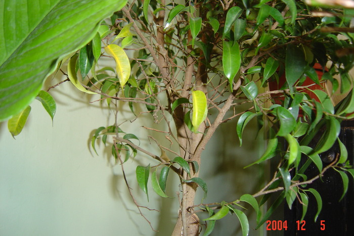 ficus benjamin; are tulpina impletita
