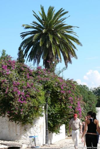 Tunisia_724 - Tunisia
