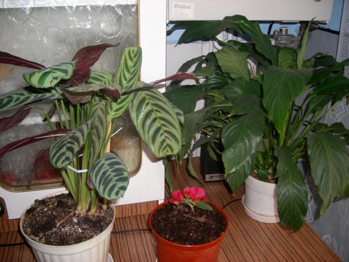 Flori 2008 