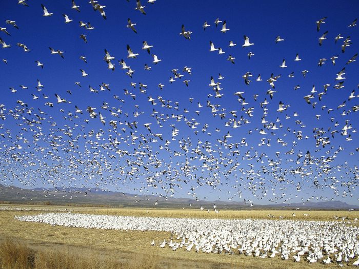 Migrating Snow Geese, Bosque del Apache National Wildlife Reserve, New Mexico - Wallpapers Premium