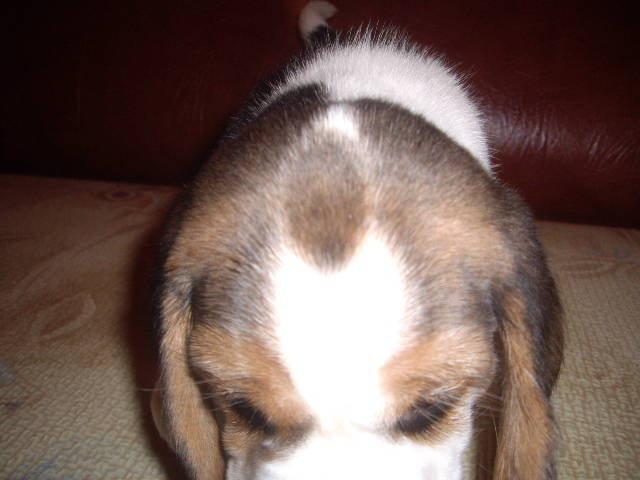 Beagle (1)