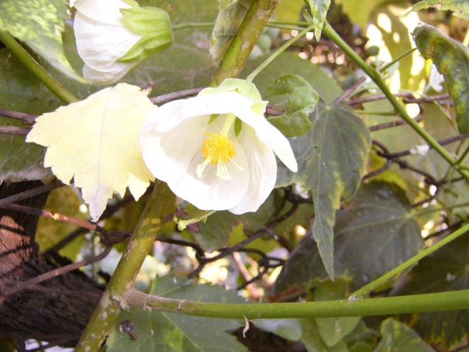 abutilon