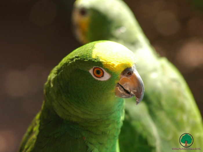 Wallpapers - Parrots - 17 - PAPAGALI