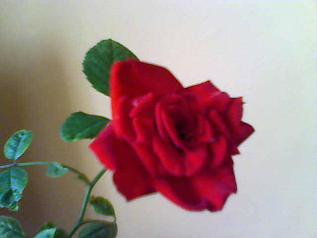26-07-08_122238 - florile mele