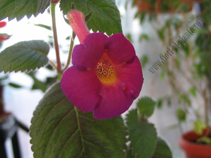 Achimenes Lady Lyttelton 1
