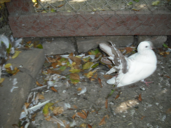 Picture 058 - Porumbei albi coada neagra si rosie