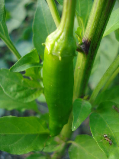 Orange Cayenne Pepper (2009, July 08) - Cayenne Orange Hot Pepper