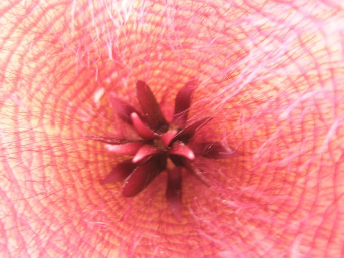 Stapelia flavirostris - centrul florii - Suculente 2008